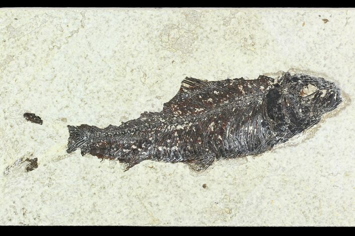 Bargain Fossil Fish (Knightia) - Green River Formation #126162